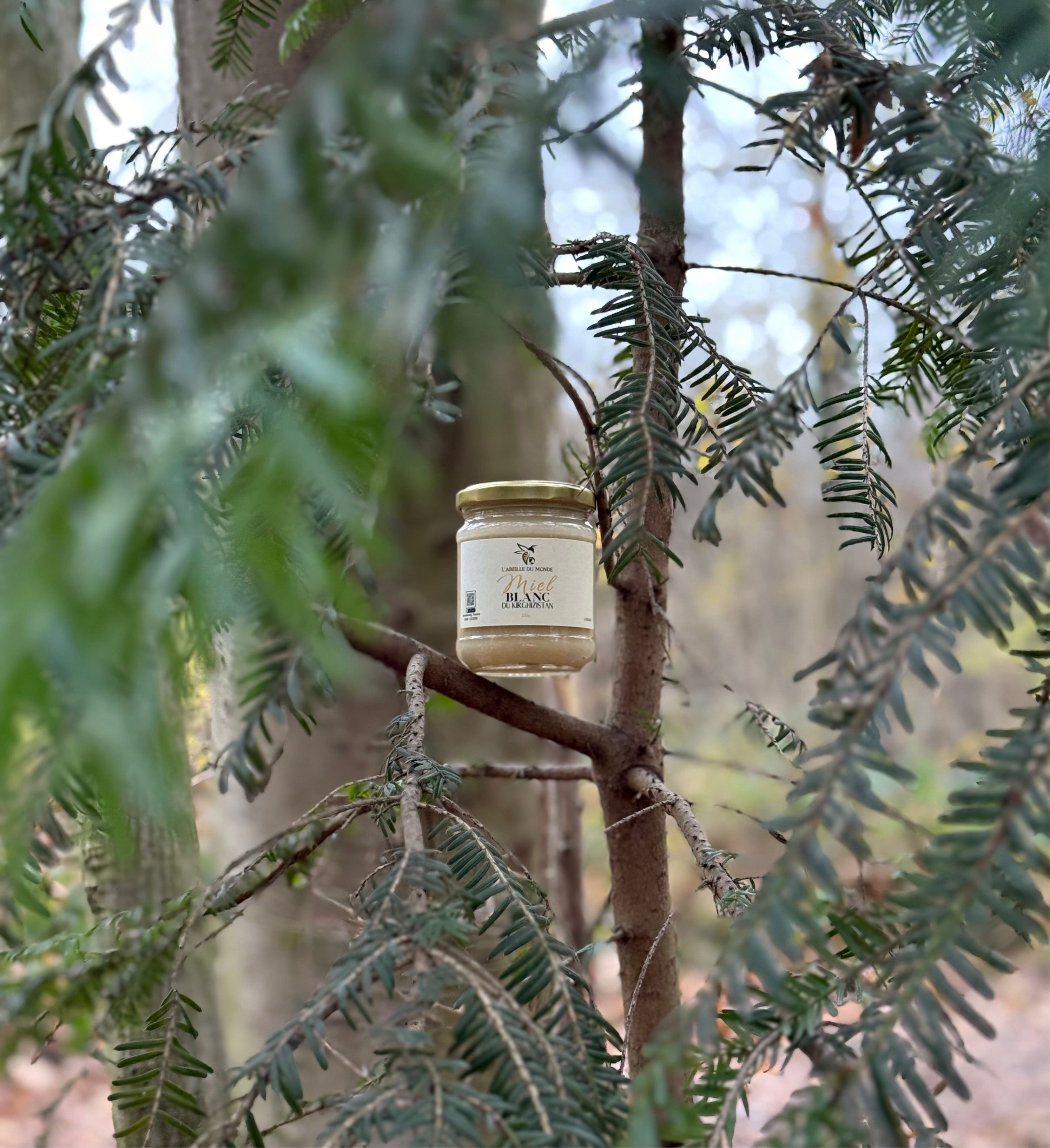 Miel Blanc du Kirghizistan