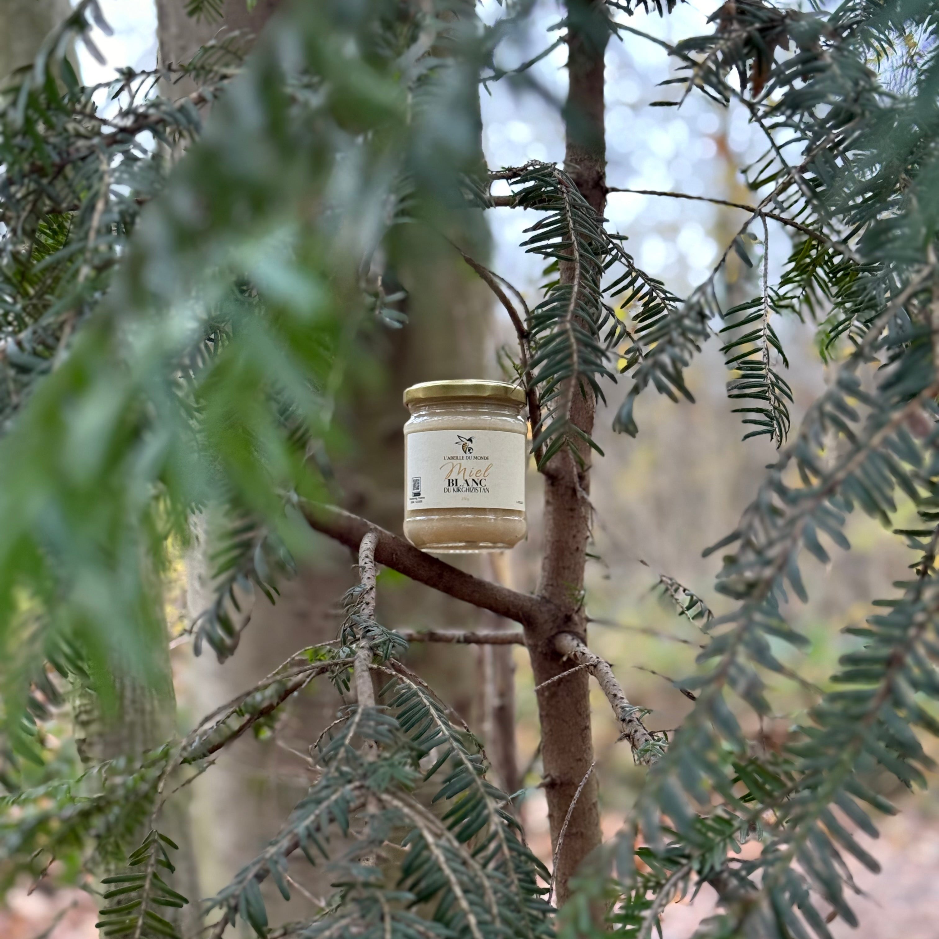 Miel Blanc du Kirghizistan